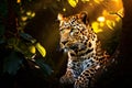 leopard in dense jungle leopard sitting in a tree edge lit by a Royalty Free Stock Photo