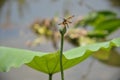 A leopard dragonfly standing on a lotus flowerbud