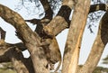 Leopard drags prey up tree Royalty Free Stock Photo