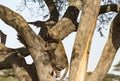 Leopard drags prey up tree