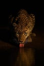 Leopard Drinking: Dramatic Low-Key Portrait with Reflection and Intense Gaze Royalty Free Stock Photo