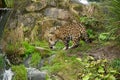 Leopard drinking water