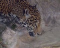 Leopard Drinking Water