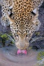 Leopard drinking water close up