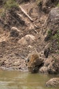 A Leopard drinking water, Masai Mara