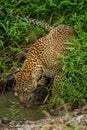 Leopard drinks from stream in dense undergrowth Royalty Free Stock Photo