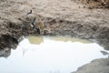 The leopard drinks water in the jungle