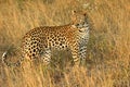 Leopard early morning Royalty Free Stock Photo