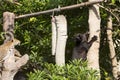 Leopard eating food on the tree Royalty Free Stock Photo