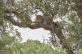 Leopard eating an impala prey on tree branch, Kruger National Park, South Africa Royalty Free Stock Photo