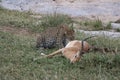 Leopard eating prey gazelle in the wild maasai mara