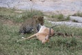 Leopard eating prey gazelle in the wild maasai mara