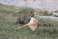 Leopard eating prey gazelle in the wild maasai mara