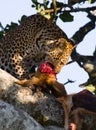 Leopard is eating prey on the tree. National Park. Kenya. Tanzania. Maasai Mara. Serengeti. Royalty Free Stock Photo