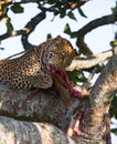 Leopard is eating prey on the tree. National Park. Kenya. Tanzania. Maasai Mara. Serengeti. Royalty Free Stock Photo