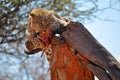 A leopard eating raw meat in a tree