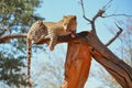 A leopard eating raw meat in a tree