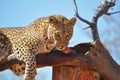 A leopard eating raw meat in a tree