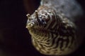 Leopard Eel Royalty Free Stock Photo
