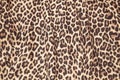 Leopard effect, fabric pattern, background sample. Leopard print seamless background. Royalty Free Stock Photo