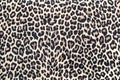 Leopard pattern, fabric texture, background print. African style leopard print, seamless. Animal effect skin textile design. Royalty Free Stock Photo