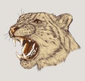 Angry leopard muzzle. Portrait of a Snow Leopard