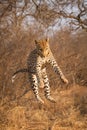 Leopard falling off tree in Kruger Park South Africa