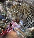 Leopard feeding on its kill - Botswana Royalty Free Stock Photo