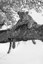 Leopard female resting in a thick branch a tree in artistic conversion Royalty Free Stock Photo