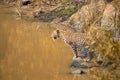 Leopard fishing in a small waterhole