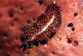 Leopard Flatworm