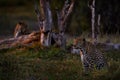 Leopard in the forest, Okavango delta in Botswana. Wildlife nature Royalty Free Stock Photo