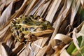 Leopard Frog Royalty Free Stock Photo