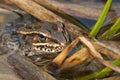 Leopard frog Royalty Free Stock Photo