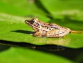 Leopard Frog Royalty Free Stock Photo