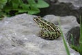 Leopard Frog Royalty Free Stock Photo