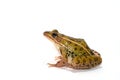 Leopard Frog Royalty Free Stock Photo