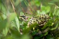 Leopard Frog in grass