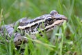 Leopard Frog