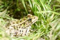 Leopard Frog in the grass