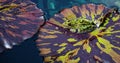 Leopard Frog on Lily Pad Royalty Free Stock Photo