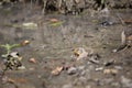 Leopard Frog in Muddy Water