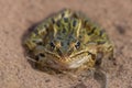 Leopard frog portrait taken on the sandy soils of the Crex Meadows Wildlife Area Royalty Free Stock Photo