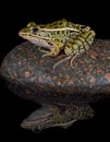 Leopard frog reflection Royalty Free Stock Photo