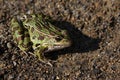 Leopard Frog Sitting Royalty Free Stock Photo
