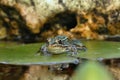 Southern leopard frog Lithobates sphenocephalus