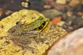 Southern leopard frog Lithobates sphenocephalus