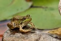 Southern leopard frog Lithobates sphenocephalus