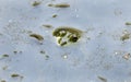 Leopard Frog submerged in water eyeballs showing Royalty Free Stock Photo