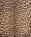 Leopard fur 3